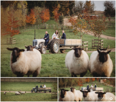 Bridal couple on tractor, sheep, rustic autumn countryside wedding.