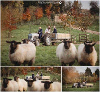 Bridal party on tractor ride with sheep in countryside.