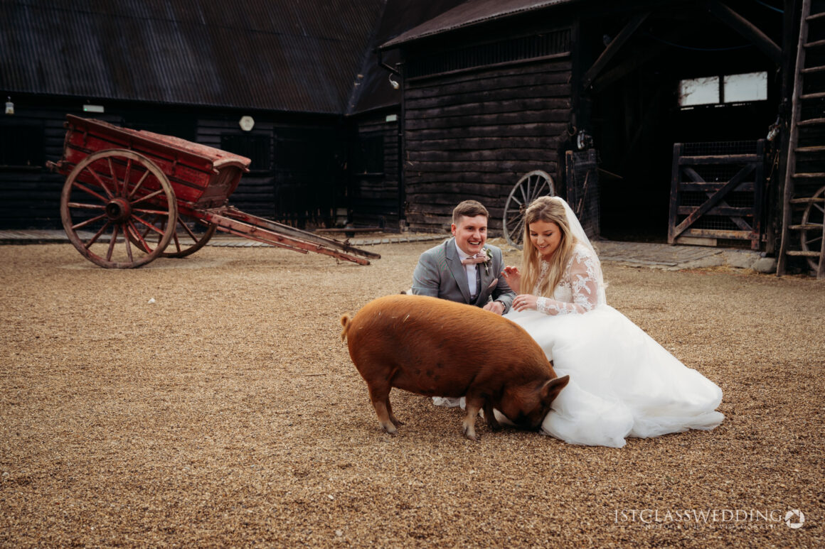 bride and groom in the farmyard with the pigs at south farm wedding venue