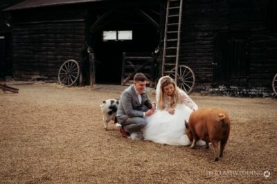 Bride, groom, and pig at rustic wedding farm.
