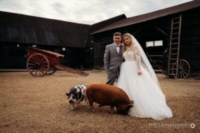 Couple with pigs at rustic farm wedding setting.