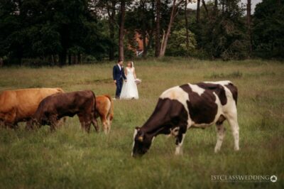 Couple and cows in a pastoral wedding scene.