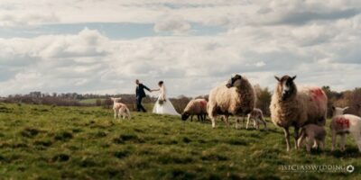 Couple and sheep in sunny countryside wedding scene.