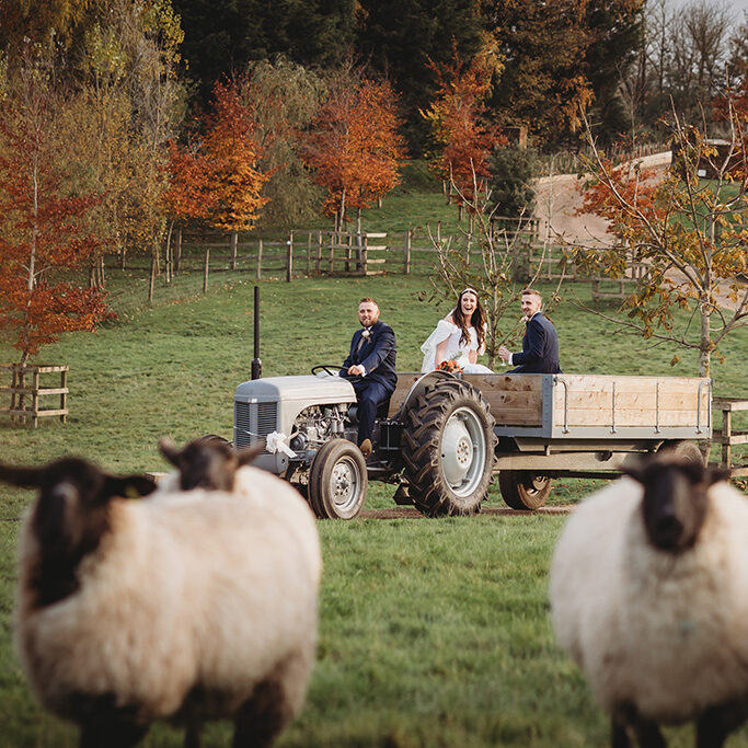 Wedding couple riding tractor in autumn countryside with sheep.