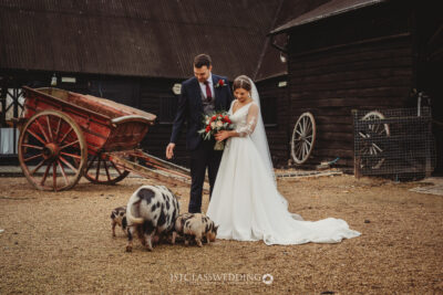 Bride, groom and pigs at rustic barn wedding.