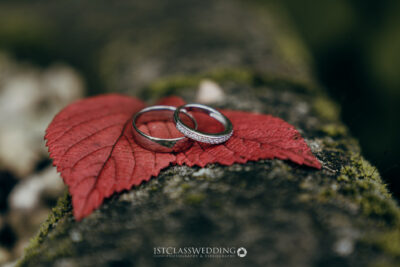 Wedding rings on red autumn leaf.
